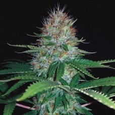 Купить стакан травы Auto Green Crack Feminised