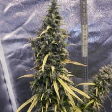 Купить стакан травы Auto Blue Diesel